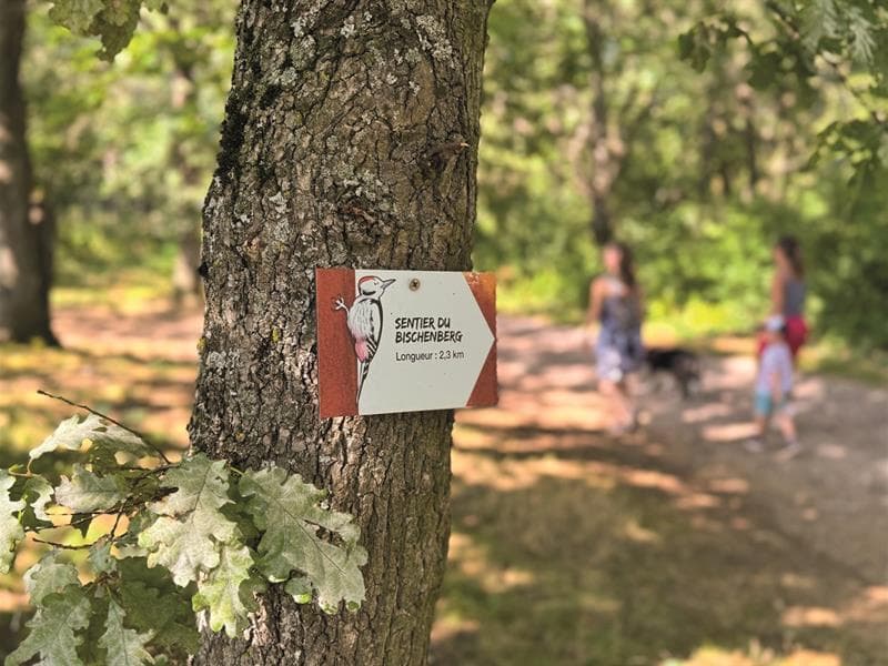 Illustration de l'événement : Sortie nature sur le sentier du Bischenberg