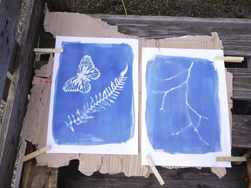 Illustration de l'événement : Atelier : cyanotype