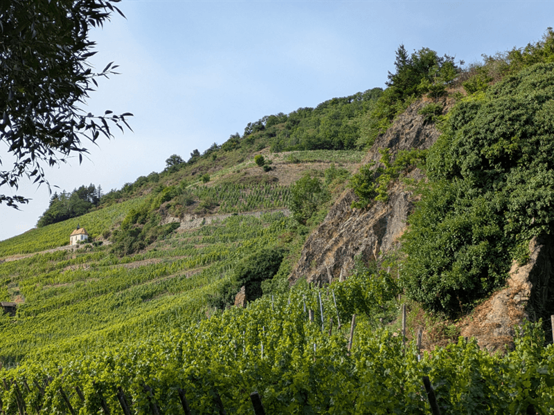 Illustration de l'événement : Ebike dans le vignoble du Rangen