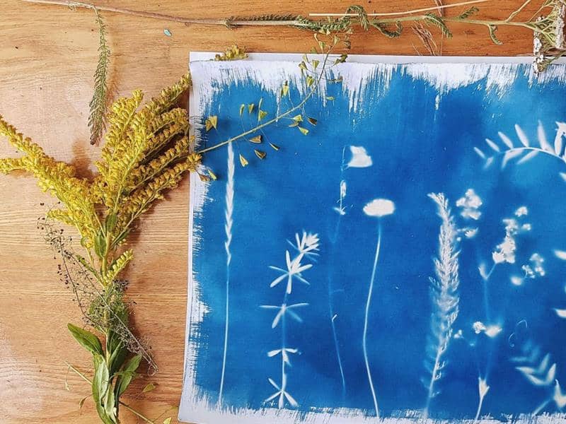 Illustration de l'événement : Atelier découverte du cyanotype