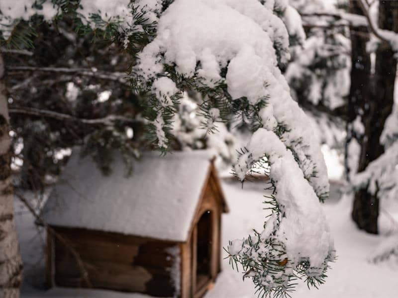 Illustration de l'événement : Spectacle : Ils veulent de la neige